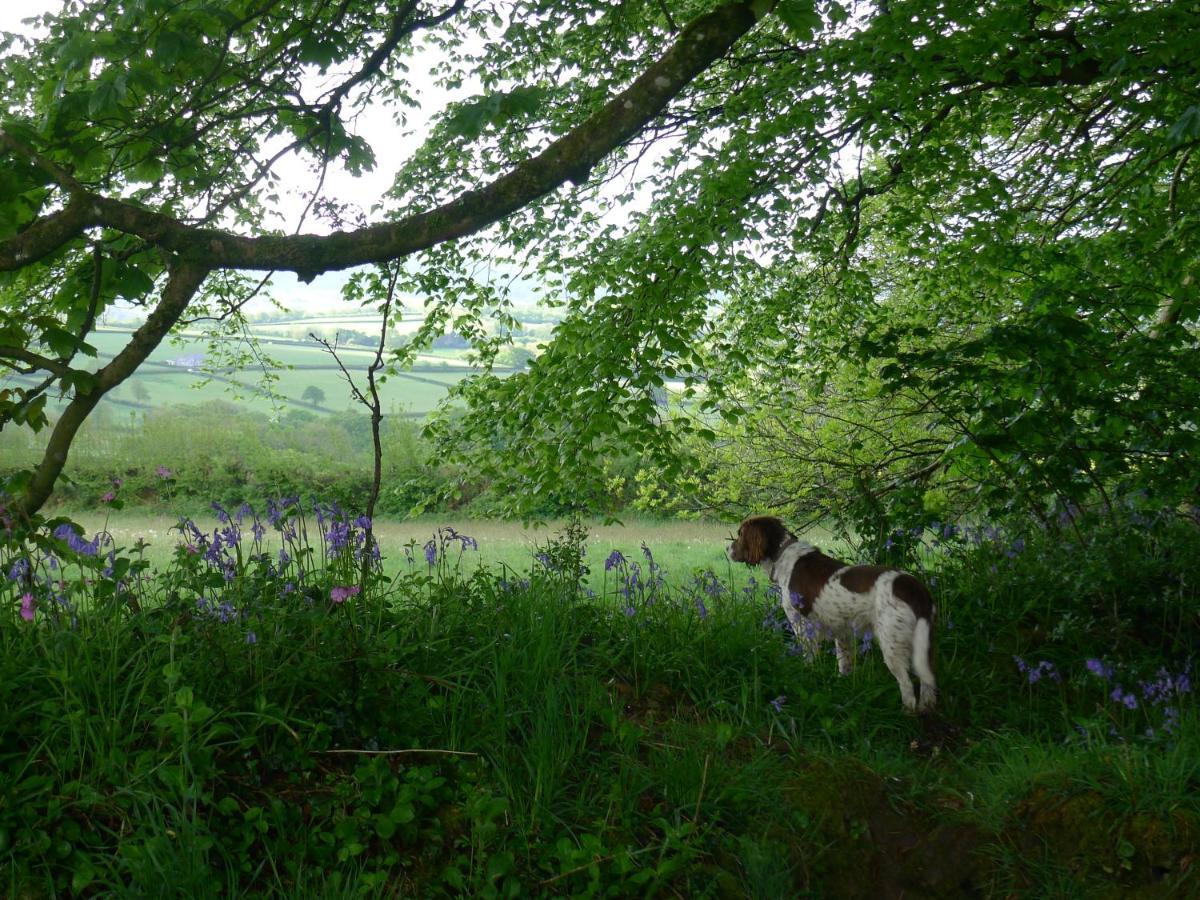 Tuell Farm Cottages Tavistock  Eksteriør bilde